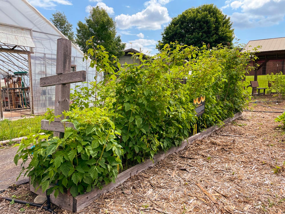 Berry Bushes in WSU Demo Garden, Newport WA