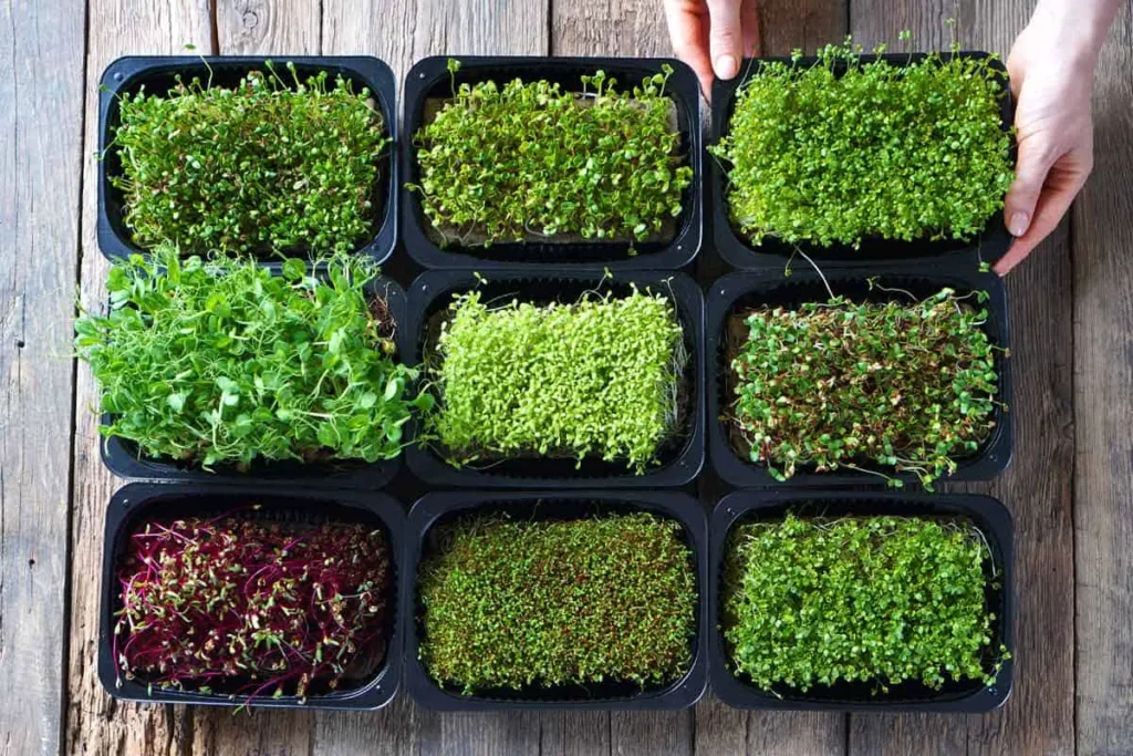 trays of microgreens on table