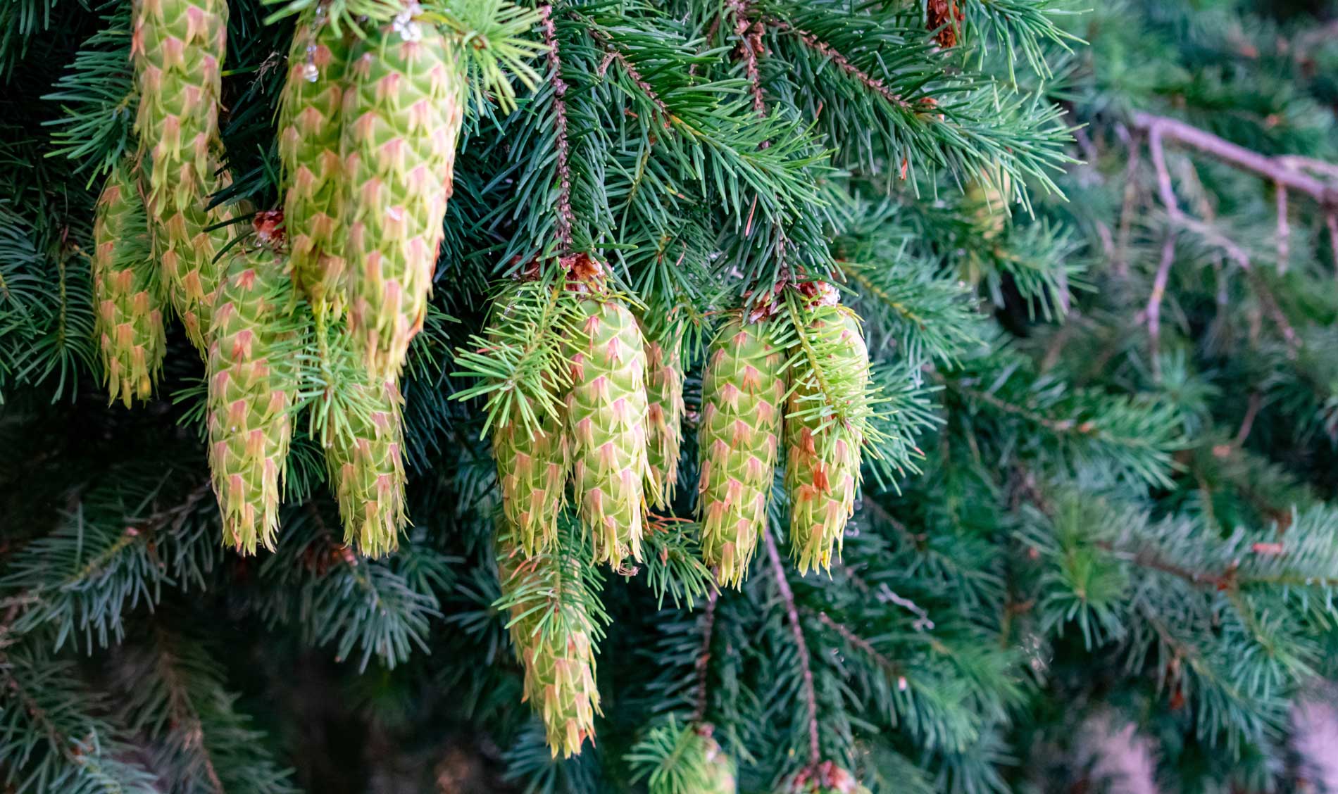 pine cones hanging from branches of tree
