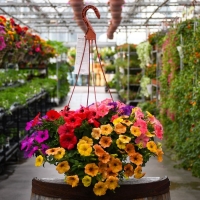 hanging flower basket