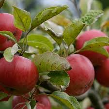 finnriver apples