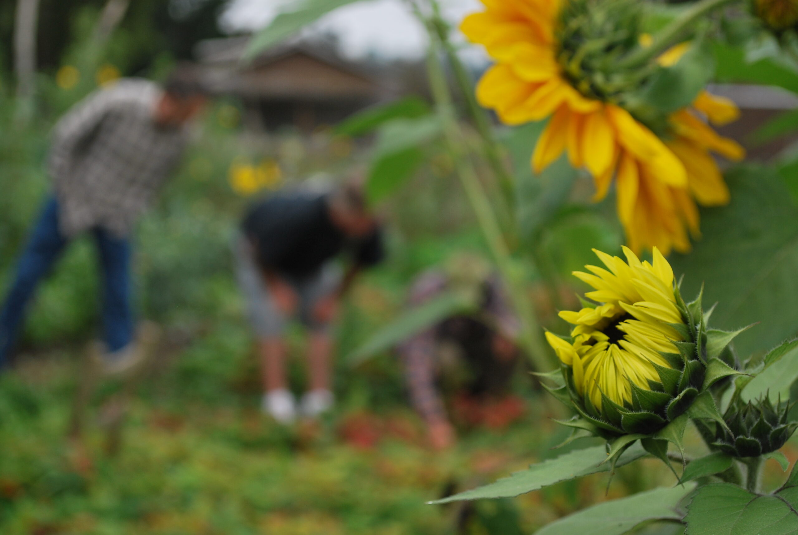 sunflowers with people in the background.