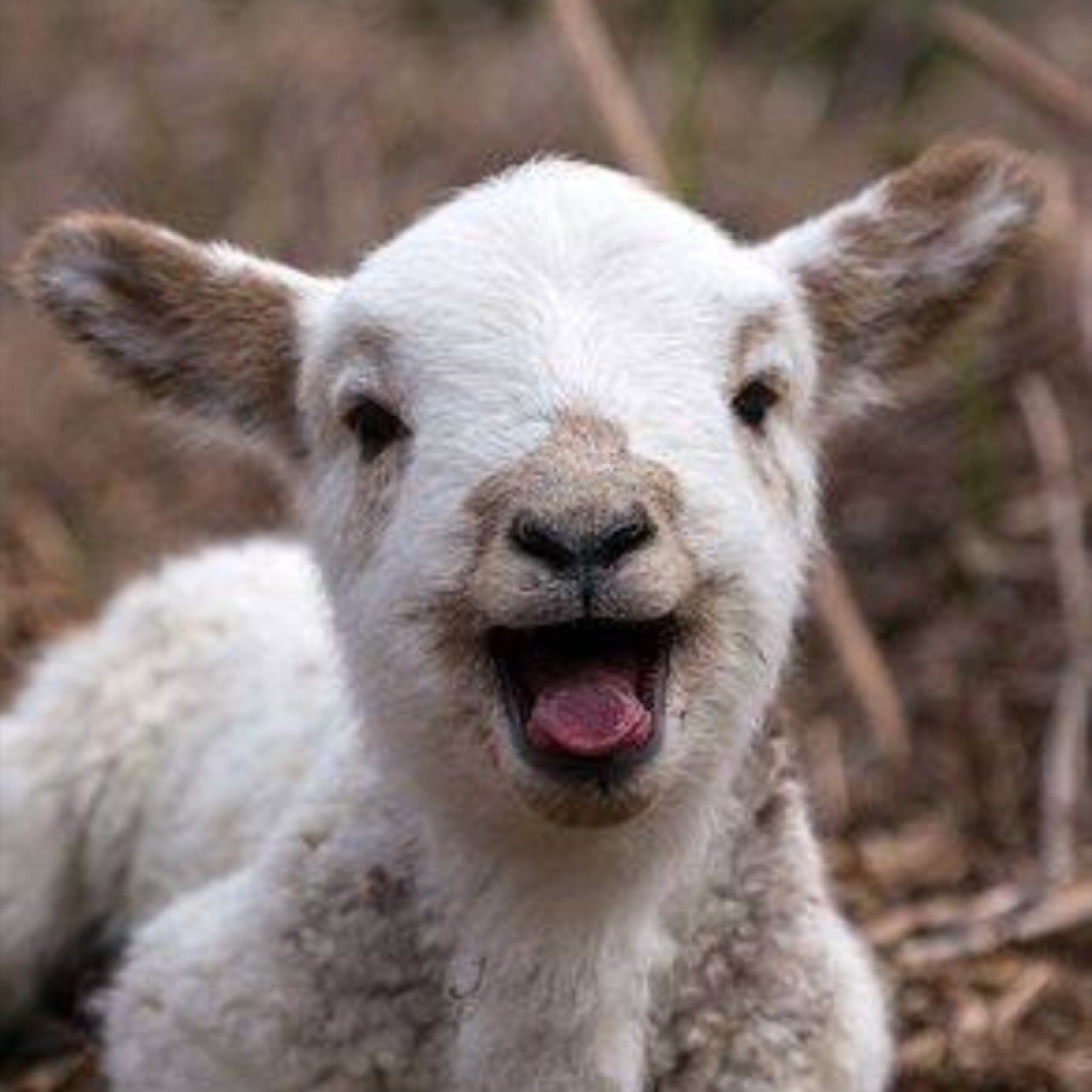 Lamb bleating