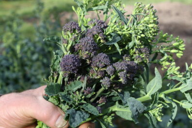 Plants in a person's hands. 