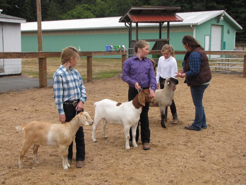 4-H youth showing their goats at a county fair