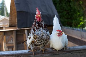 Two chickens on perch