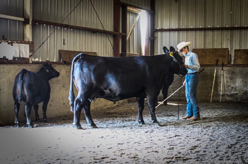 Young person with cow and calf at fairgrounds
