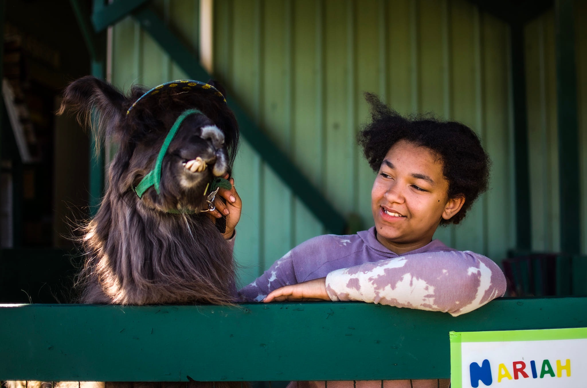 4-Her with llama at fairgrounds