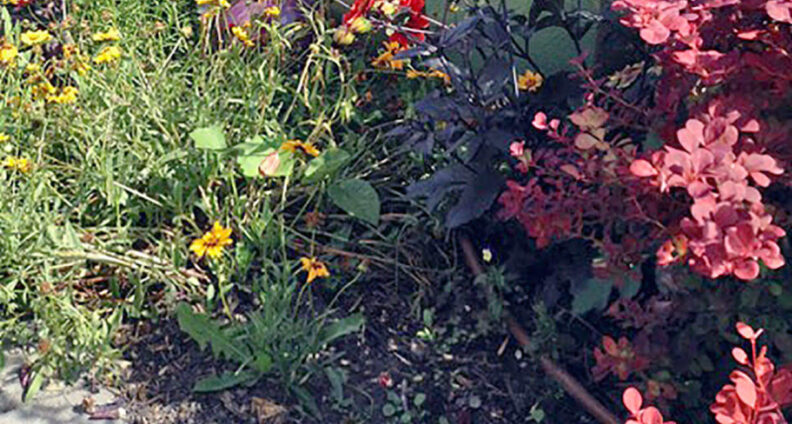 flowers in garden.