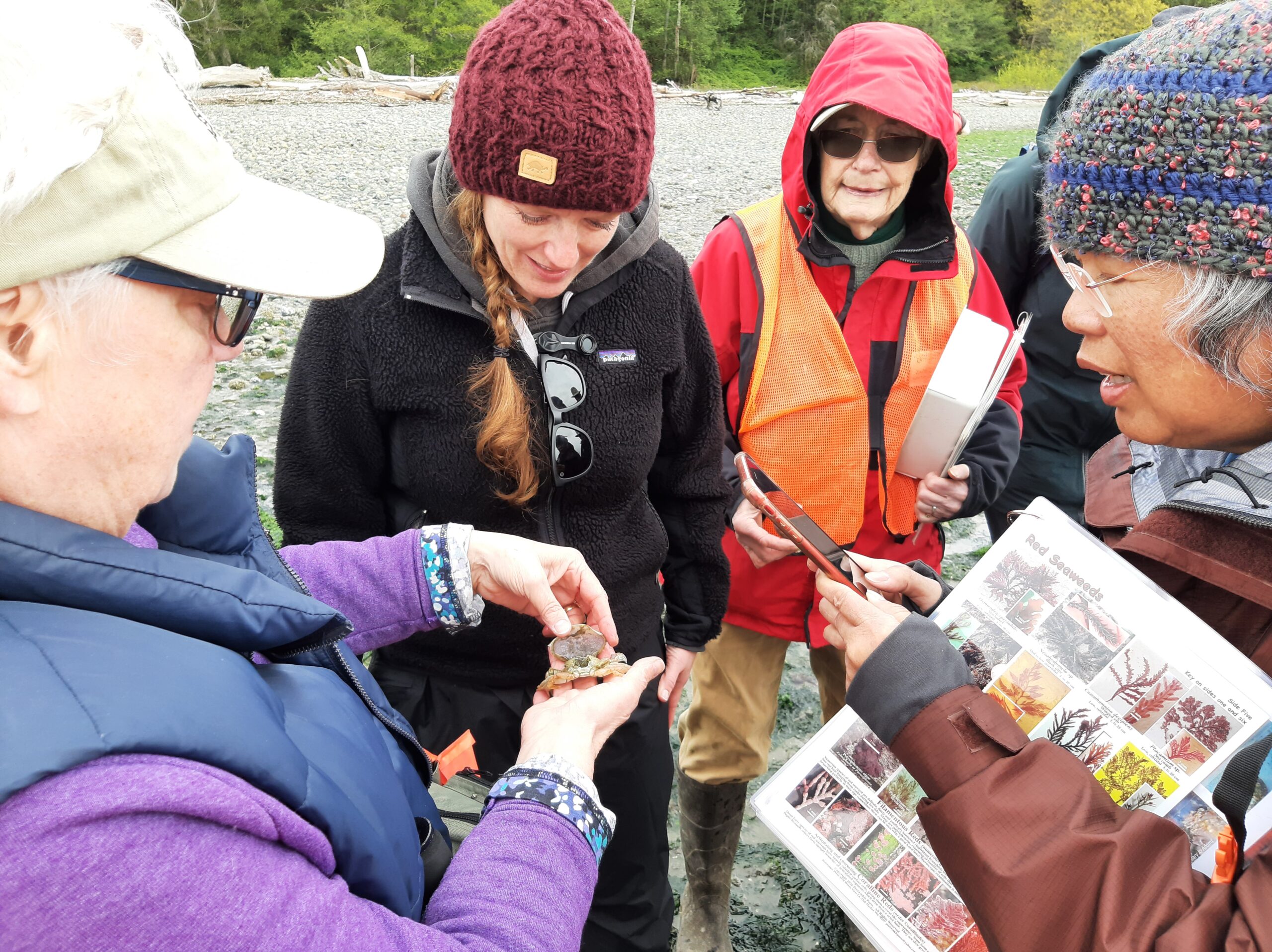 Beach Naturalists looking at a small crab.