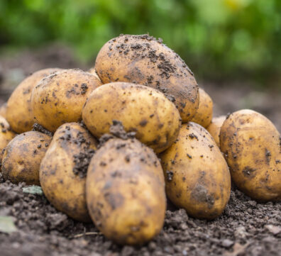 potato