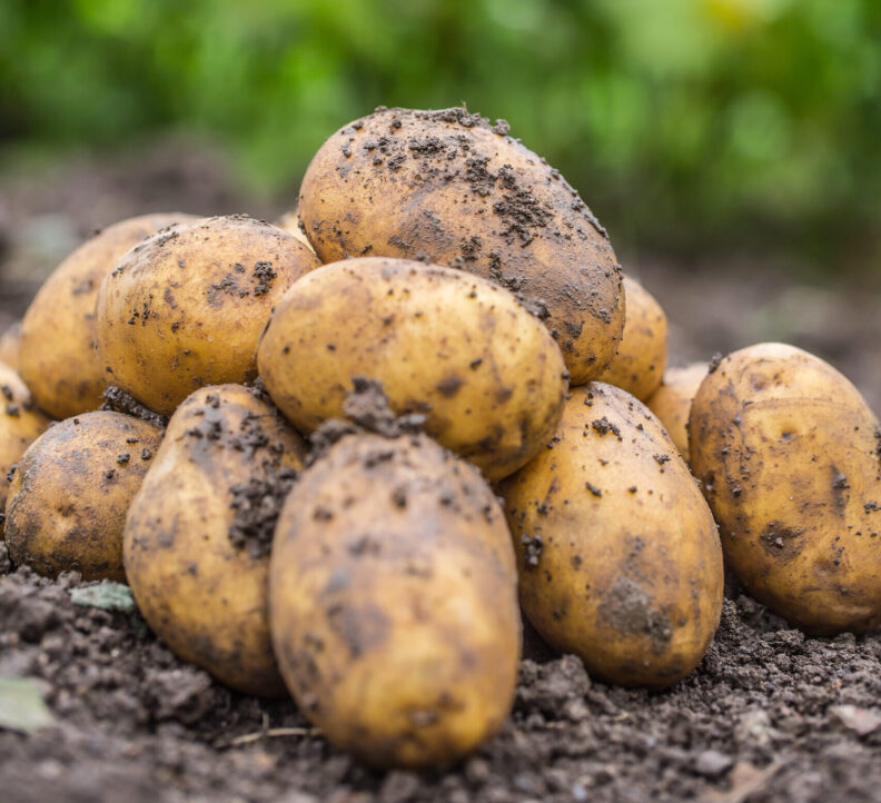 Pile of potatoes.