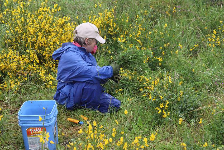 Volunteer removing Scotch Broom