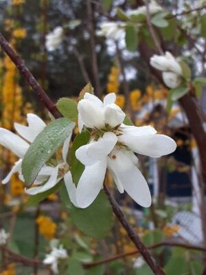 service berry flower