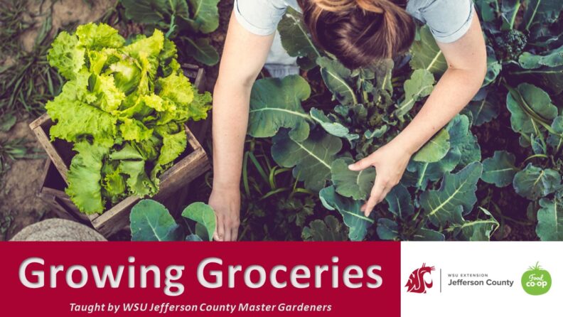 Person reaching into a field with kale