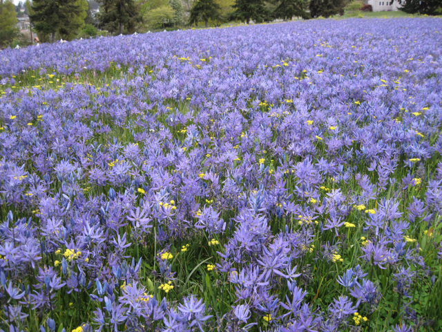 camas prairie