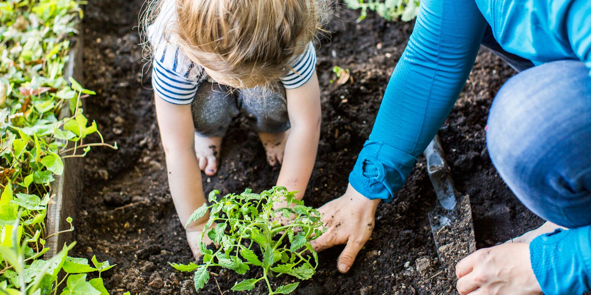 Photo of child and adult planting a tomato