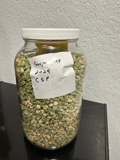 Sugar snap seeds in a jar with a sticky note stating "Sugar Snap 2024 CSP".