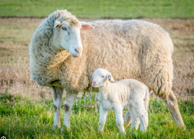 Ewe and Lamb in field