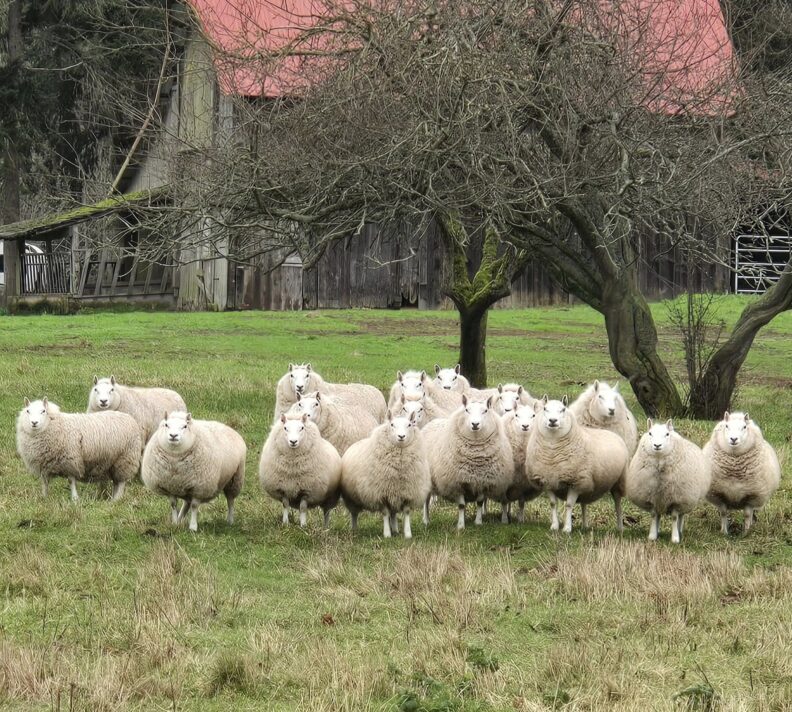 Herd of Sheep in pasture at Twin Vista Ranch