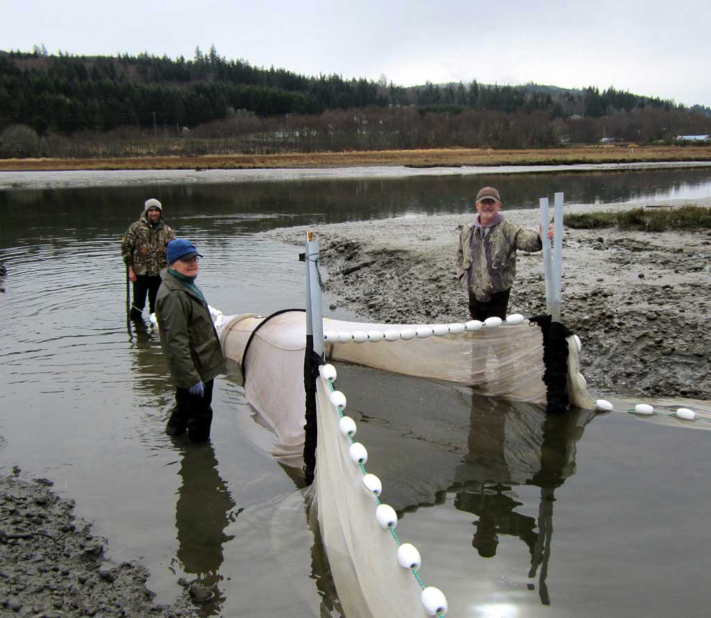 Men using Fyke netting to fish. 