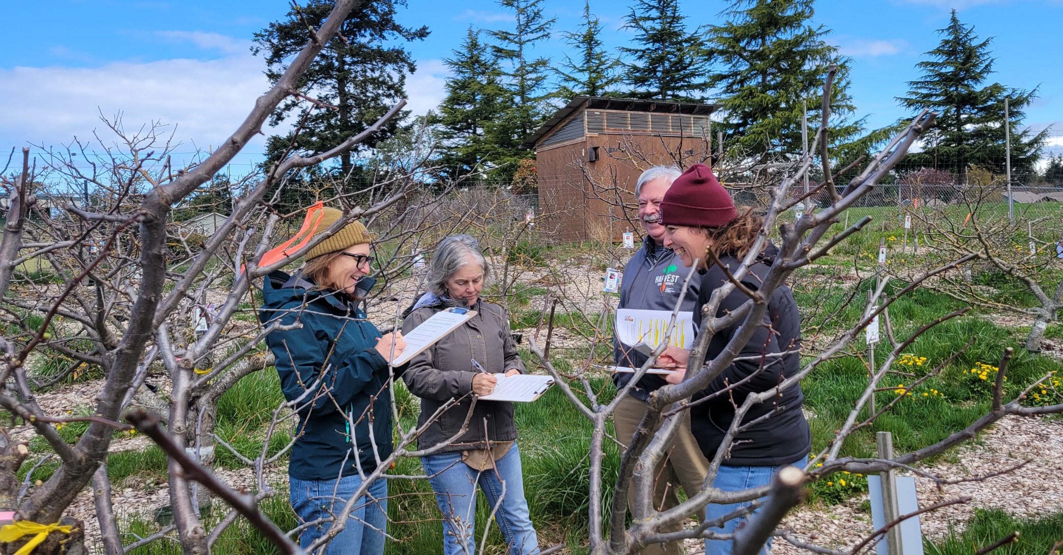 four volunteers looking at a tree
