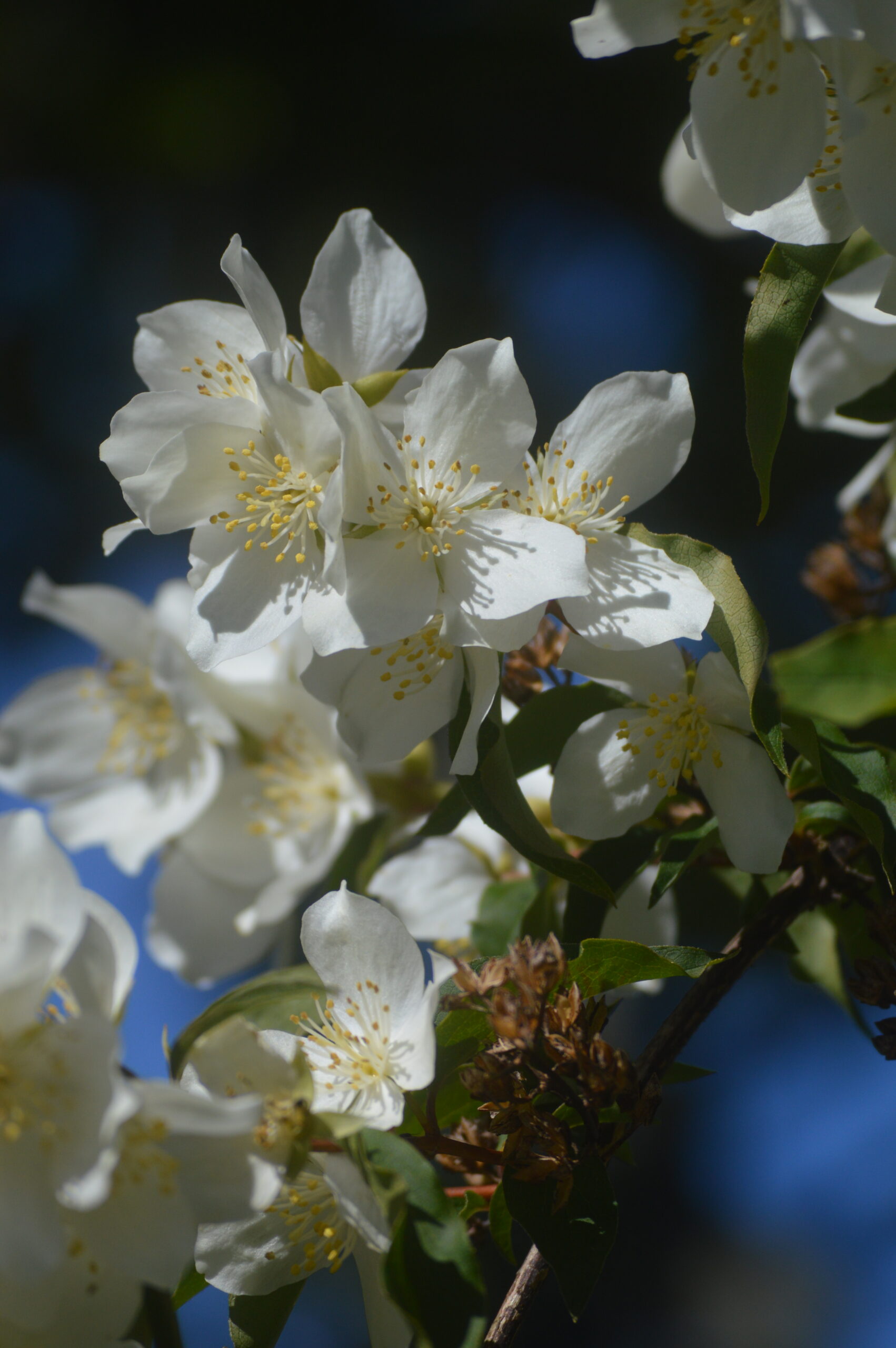 mock orange flower