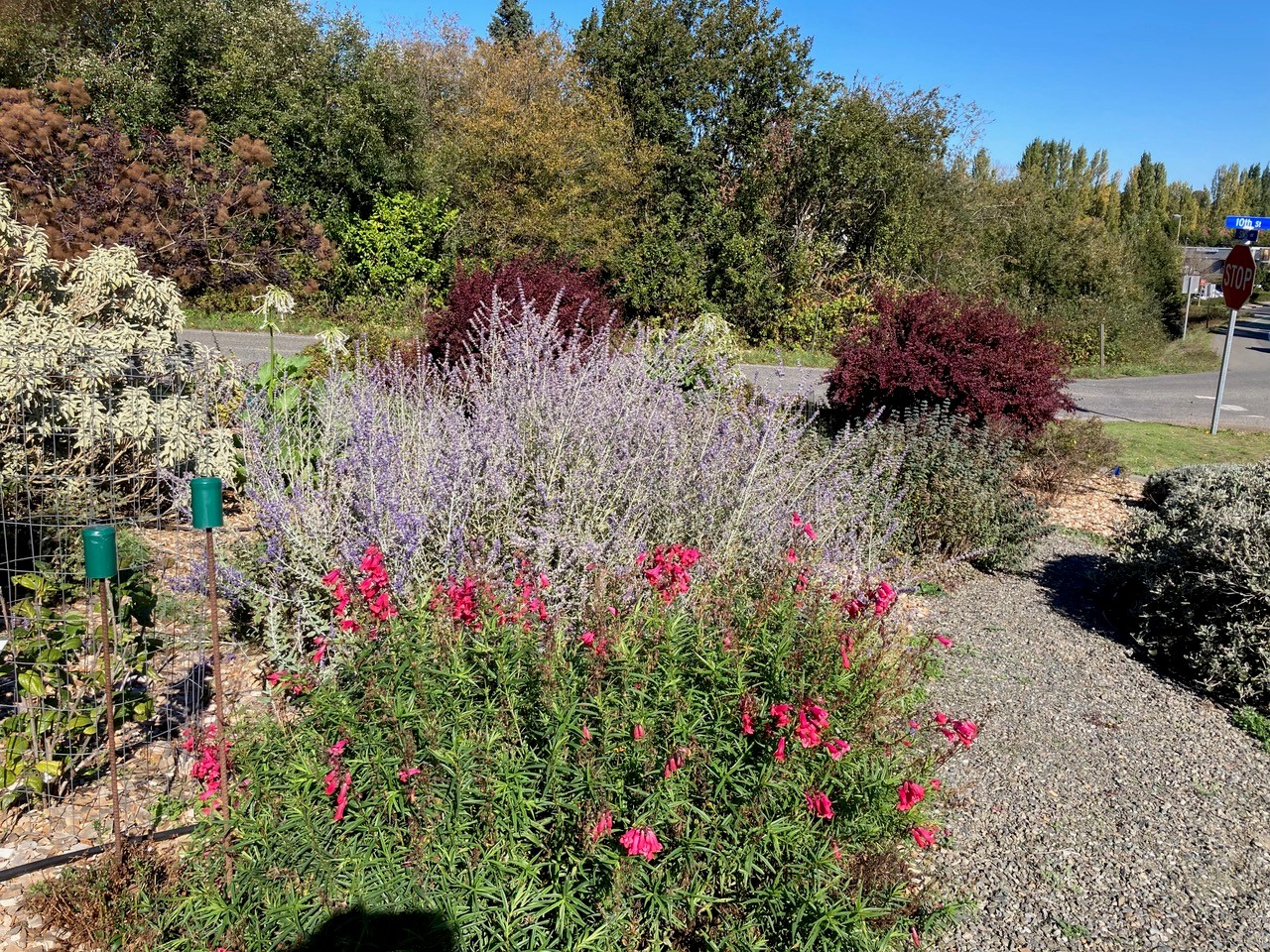 flowers in a demonstration garden located in port townsend