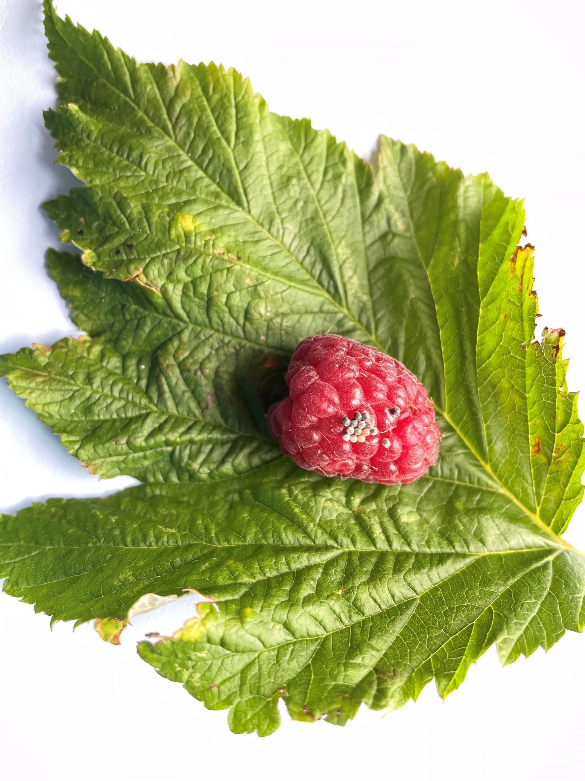 insect eggs on raspberry