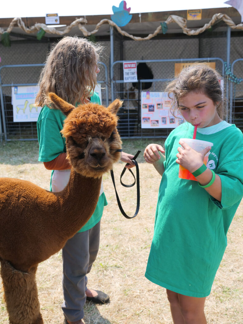 Two 4-H Youth with Llama at County Fair