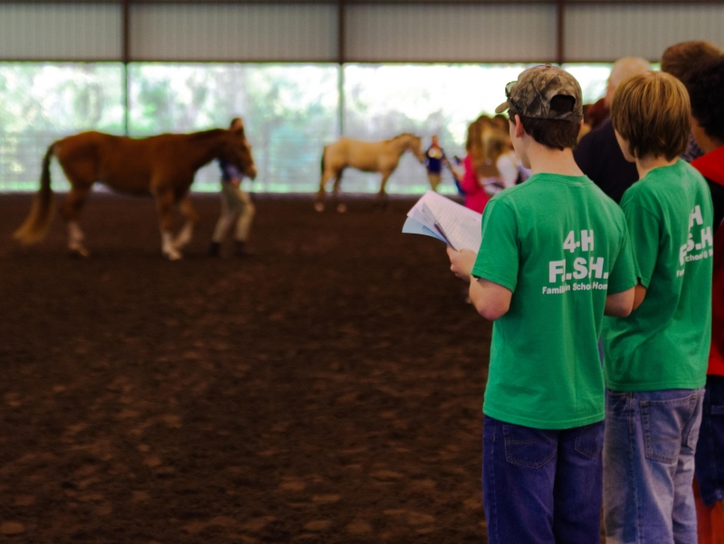 4-H youth judging horses
