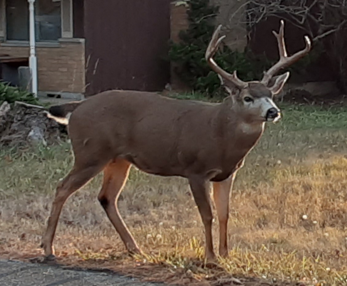 large male buck