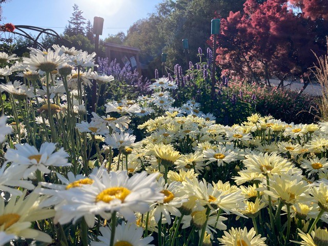 White, yellow and purple flowers blooming at the Minnie Nakano Park in Port Townsend, WA