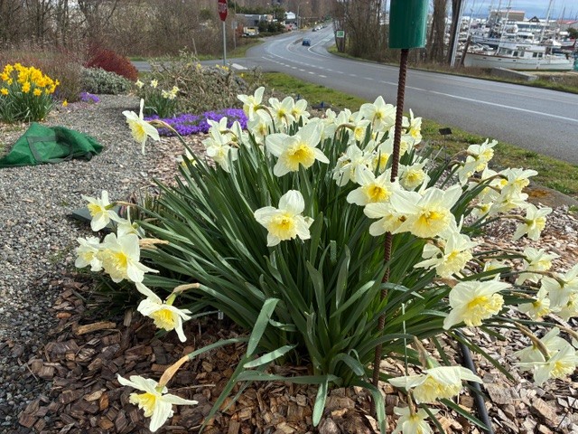 Daffodils at the Minnie Nakano Park in Port Townsend WA