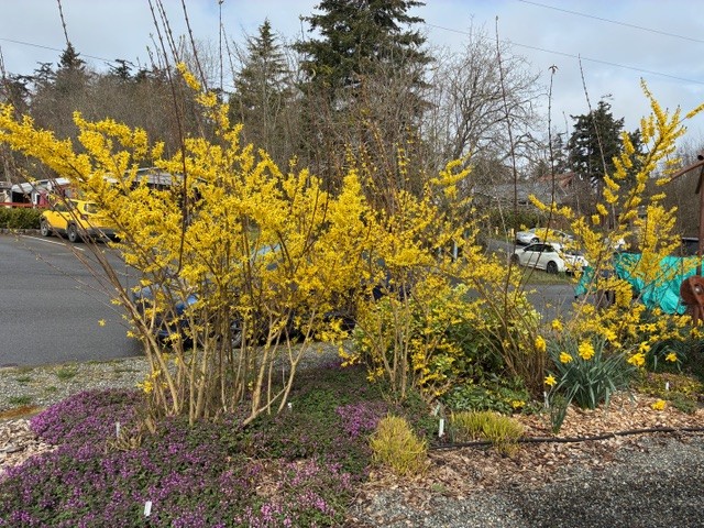Forthyia at the Minnie Nakano Park in Port Townsend, WA