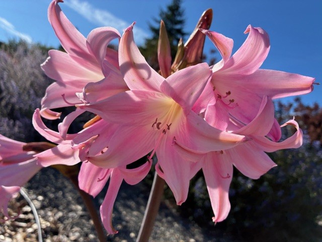 Pink lilies at the Minnie Nakano Park in Port Townsend, WA