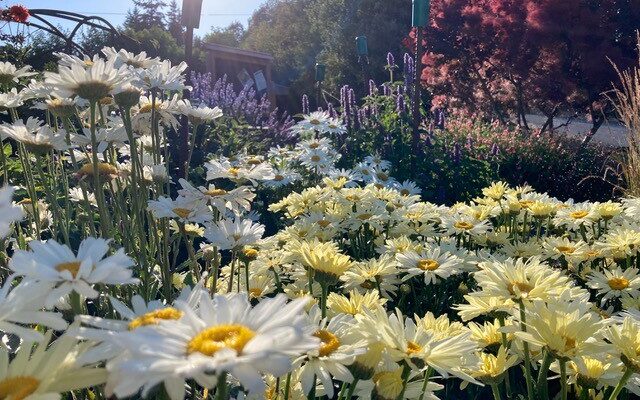 White, yellow and purple flowers blooming at the Minnie Nakano Park in Port Townsend, WA