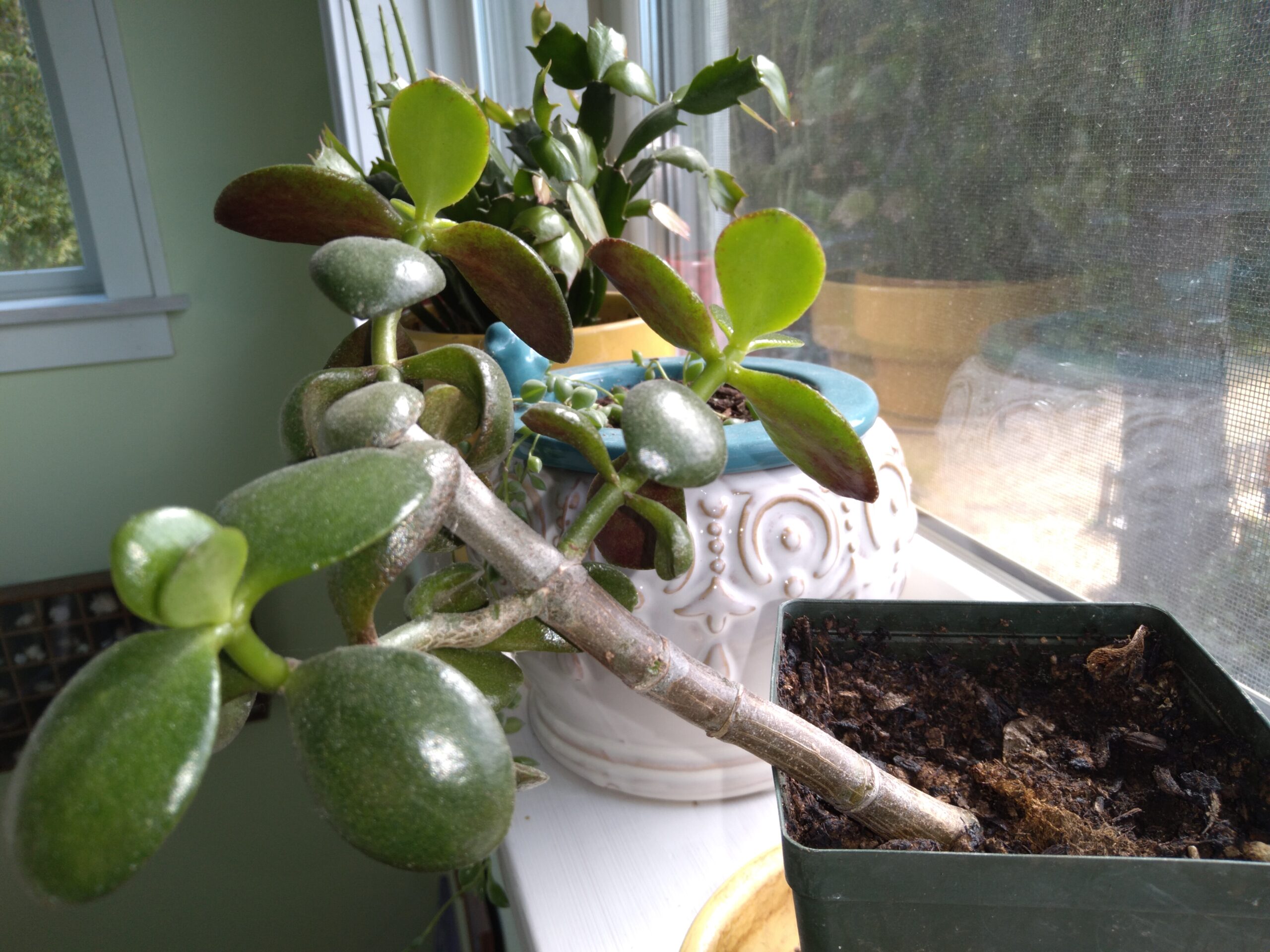 Jade plant cutting