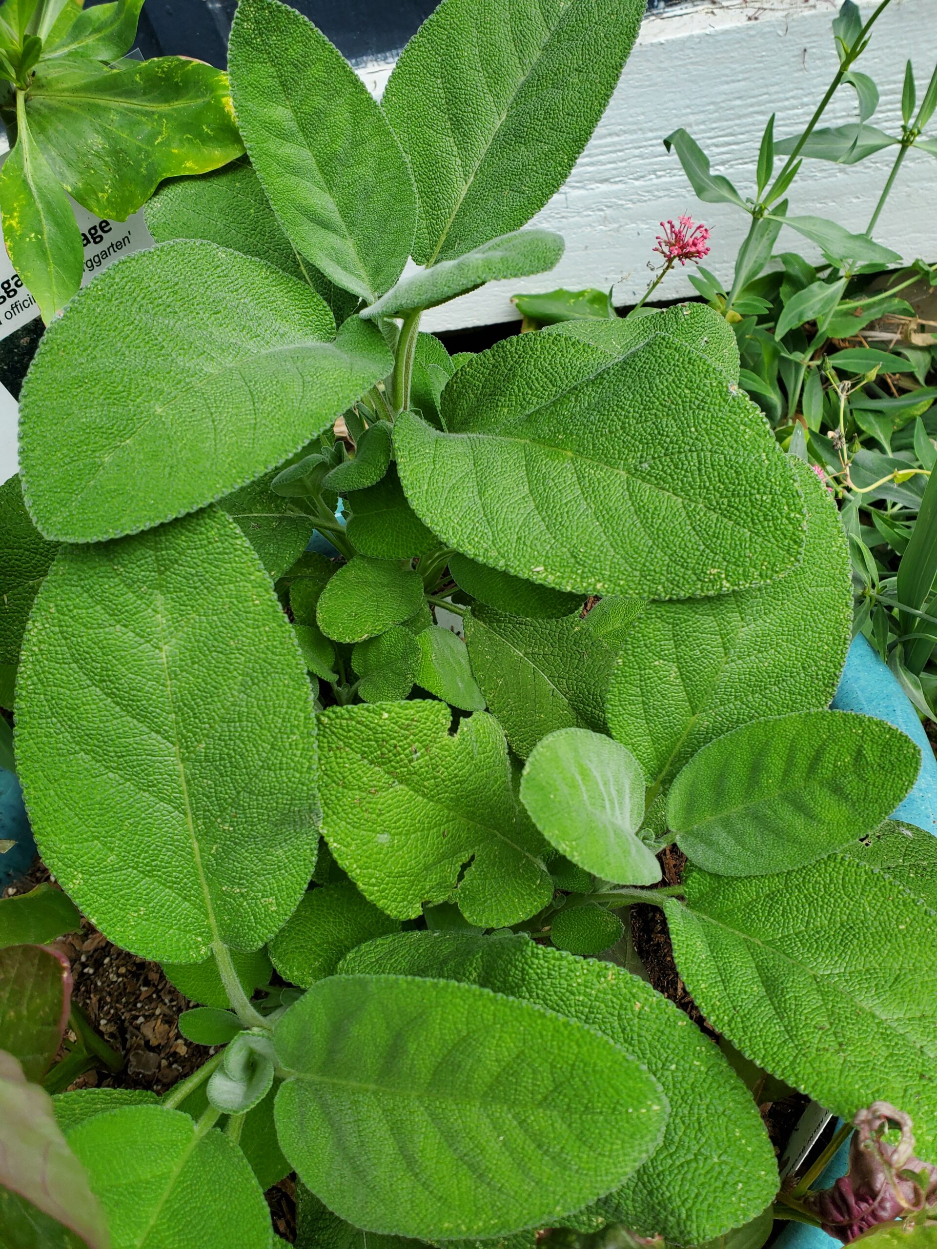 green sage leaves
