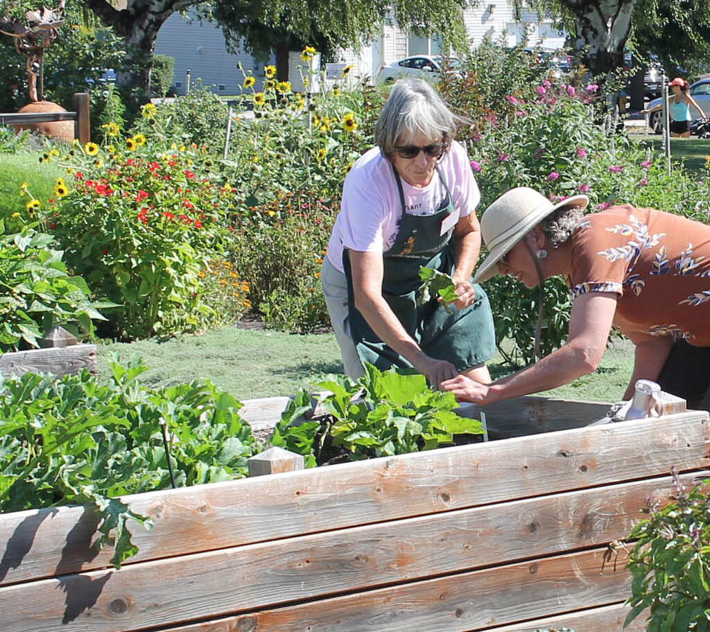 Two people working together in a raised bed in a big garden space.