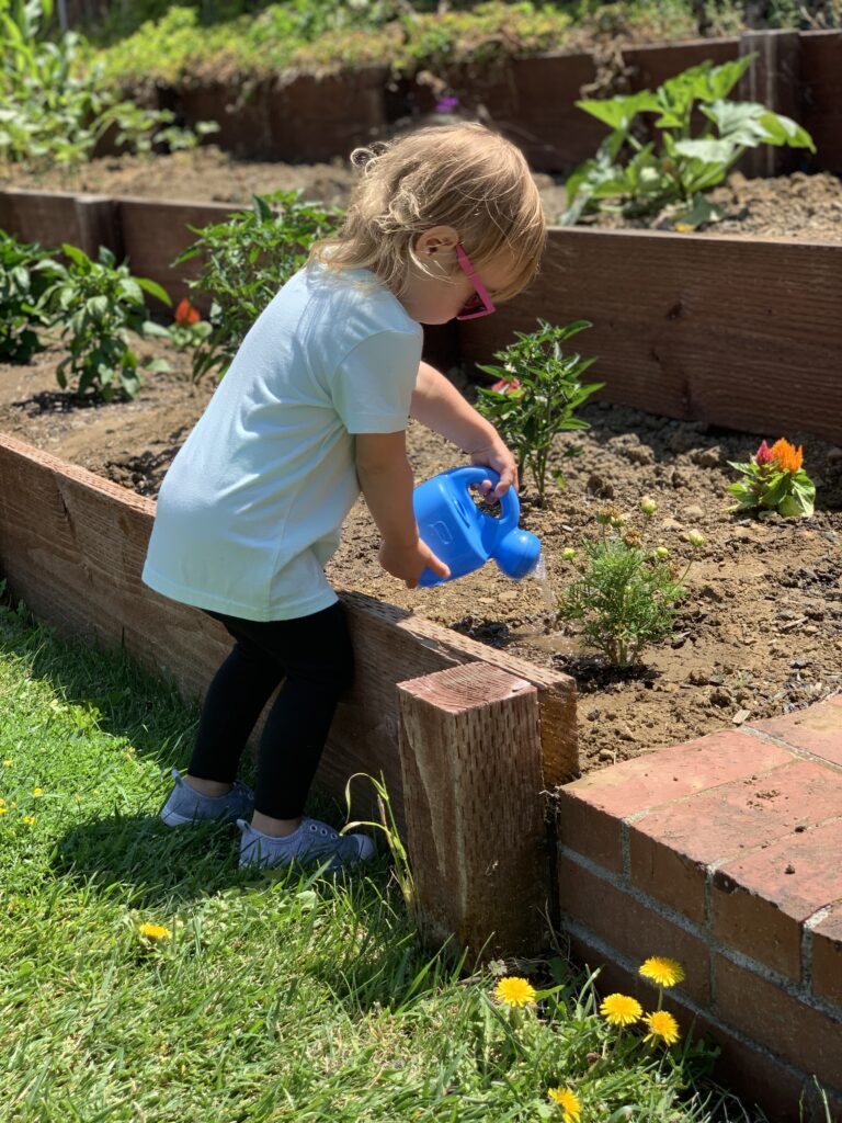 A toddler watering a plant from a little watering can in terraced raised beds.