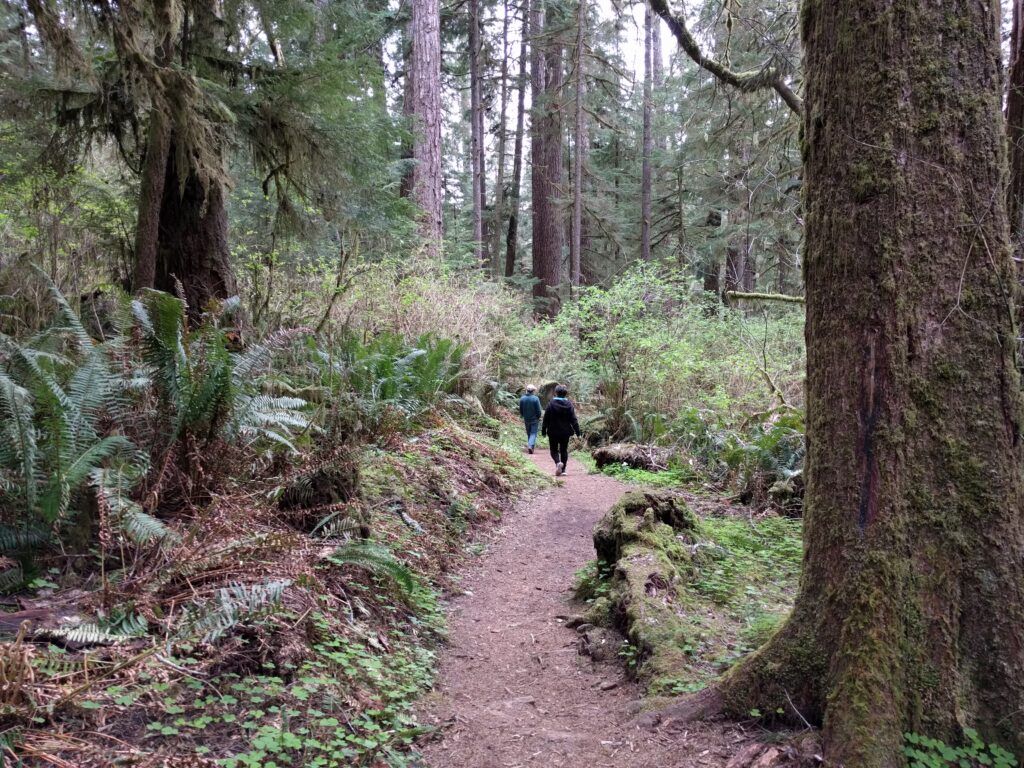 People walking a forested trail. Ferns dot the edges along the path.