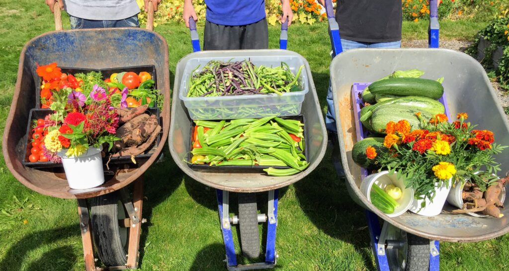 Three people demonstrate the contents of their wheelbarrow. Each wheelbarrow holds a variety of vibrant flowers or vegetables in containers.