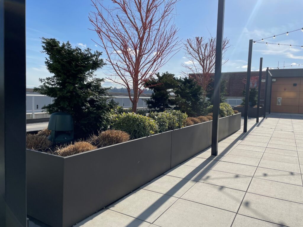 Raised beds display various short, ornamental trees or bushes within a hardscape environment.