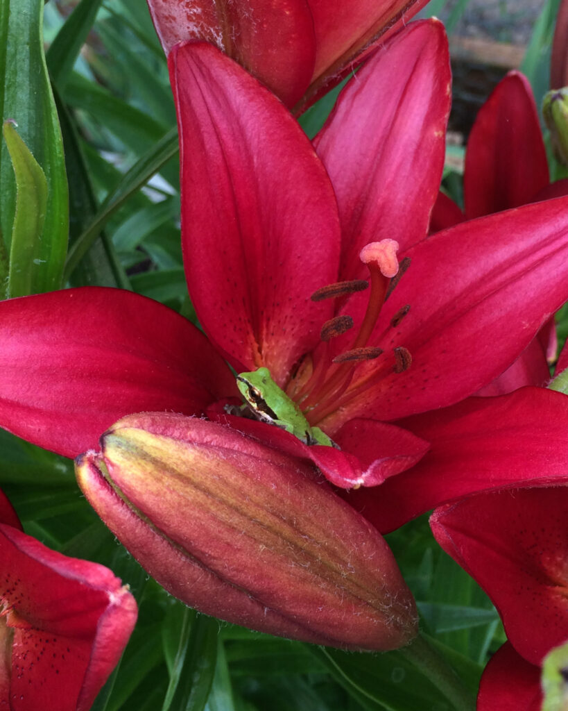 A small green frog peaks out from within a large crimson flower.
