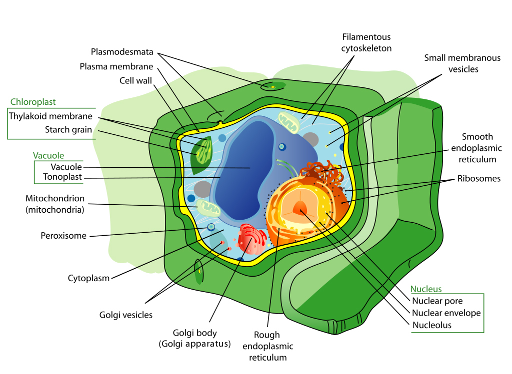 A plant cell schematic.