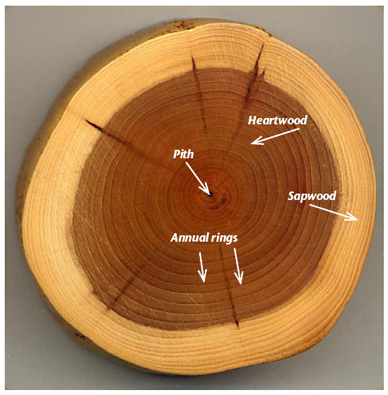 Image showing a cross section of a yew branch. Shows annual rings, pale sapwood (outer ring), dark heartwood (inner ring), and pith (center dark spot). Dark radial lines show small knots—early branch stubs that were grown over by newer wood.