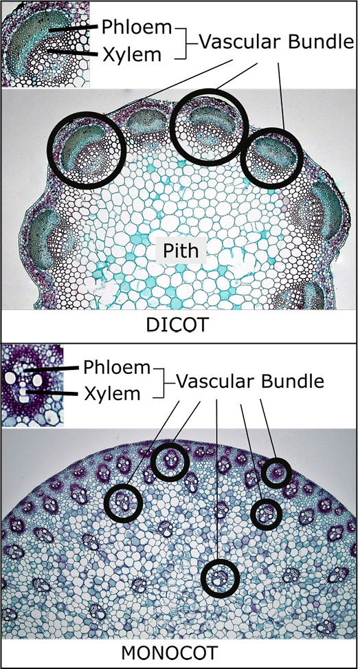 Diagram of a plant cell with labeled parts, including chloroplast, vacuole, nucleus, cell wall, cell membrane, cytoplasm, mitochondrion, ribosome, rough endoplasmic reticulum, smooth endoplasmic reticulum, Golgi apparatus, and plasmodesmata.