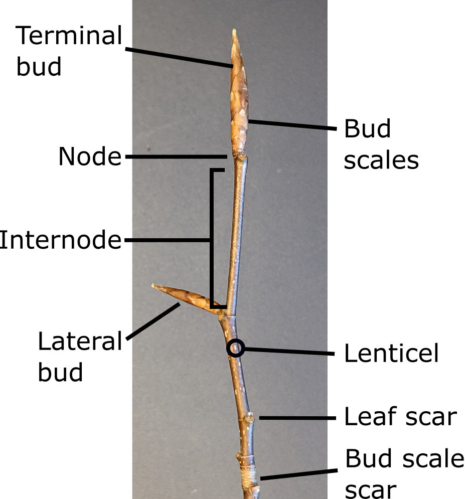Microscope cross-sections of a dicot stem (left) and monocot stem (right), labeled with vascular bundles and pith. Dicot stem shows vascular bundles arranged in a ring with large central pith. Monocot stem shows scattered vascular bundles with no distinct pith.