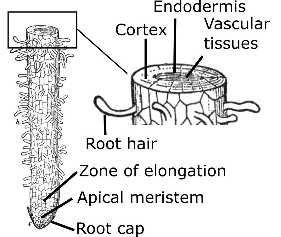 Diagram of a longitudinal and cross-section of a root tip. The longitudinal section shows root hairs extending outward and labels the root cap (c), region of cell division (R), region of elongation (A), and region of maturation (Z). The cross-section highlights the central vascular cylinder with surrounding cortex and epidermis, and root hairs emerging from the epidermis.